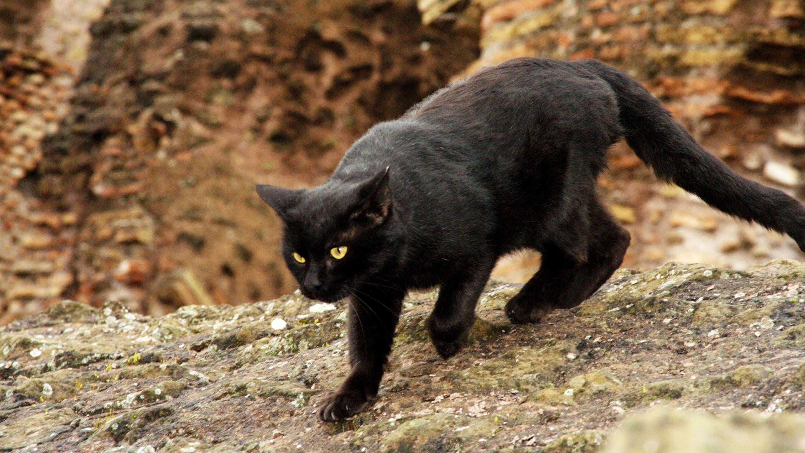 Roma Segreta Largo Di Torre Argentina E Il Santuario Dei Gatti